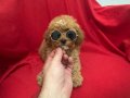 Poodle bebeklerim 