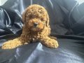 Toy poodle bebekler