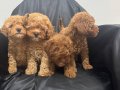 Poodle bebekler