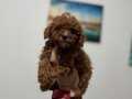 Orijinal toy Poodle bebeklerim