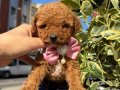 Poodle bebeklerim