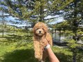 Poodleden farksız Maltipo bebekler