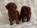 Bebek Yüz Poodle Yavrularımız 