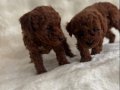 Bebek Yüz Poodle Yavrularımız 