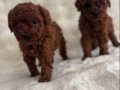 Bebek Yüz Poodle Yavrularımız 