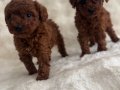Bebek Yüz Poodle Yavrularımız 