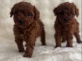 Bebek Yüz Poodle Yavrularımız 