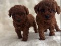 Bebek Yüz Poodle Yavrularımız 