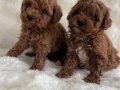 Kıvırcık Neşe Yumakları Toy Poodle Yavruları