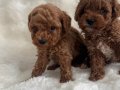 Kıvırcık Neşe Yumakları Toy Poodle Yavruları
