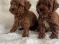Kıvırcık Neşe Yumakları Toy Poodle Yavruları