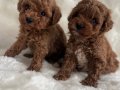 Kıvırcık Neşe Yumakları Toy Poodle Yavruları