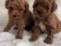 Kıvırcık Neşe Yumakları Toy Poodle Yavruları