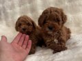 Kıvırcık Neşe Yumakları Toy Poodle Yavruları