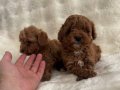 Kıvırcık Neşe Yumakları Toy Poodle Yavruları