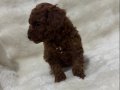 Red Brown poodle bebeğim