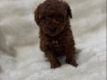Red Brown poodle bebeğim