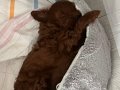 Poodle Formunda Kıvırcık Maltipoo