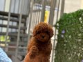Poodle bebeklerim