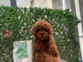 Poodle bebeklerim