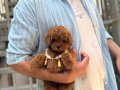 Poodle bebeklerim