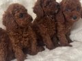 Kore Poodle Bebeklerimiz 