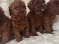 Kore Poodle Bebeklerimiz 