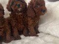 Kore Poodle Bebeklerimiz 