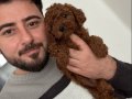 Kore Poodle Bebeklerimiz 