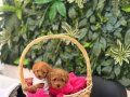 Tea Cup Poodlelerim 