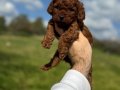 Anne altından Kore poodle 