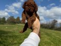 Anne altından Kore poodle 