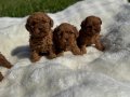 Anne altından Kore poodle 