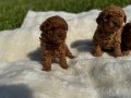 Anne altından Kore poodle 