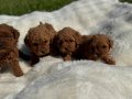 Anne altından Kore poodle 