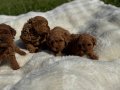 Anne altından Kore poodle 