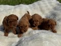 Anne altından Kore poodle 