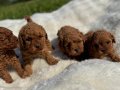 Anne altından Kore poodle 