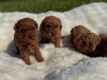 Anne altından Kore poodle 