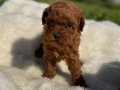 Anne altından Kore poodle 