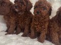 Orjinal poodle bebekler anne altında