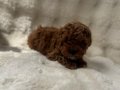 Orjinal poodle bebekler anne altında