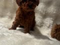 Orjinal poodle bebekler anne altında