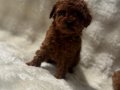 Orjinal poodle bebekler anne altında