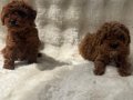Orjinal poodle bebekler anne altında