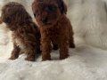 Orjinal poodle bebekler anne altında