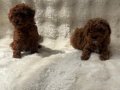 Orjinal poodle bebekler anne altında