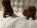 Orjinal poodle bebekler anne altında