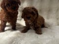 Orjinal poodle bebekler anne altında