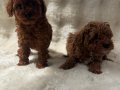 Orjinal poodle bebekler anne altında